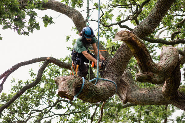 How Our Tree Care Process Works  in  Carrollton, VA