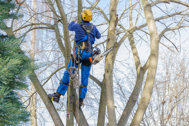 Best Tree and Shrub Care  in Carrollton, VA